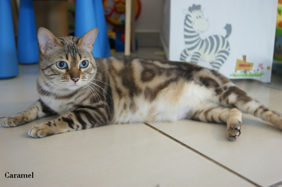 chatte bengal marble